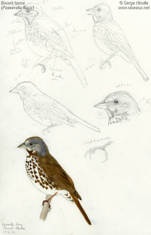 Red Fox Sparrow, identification