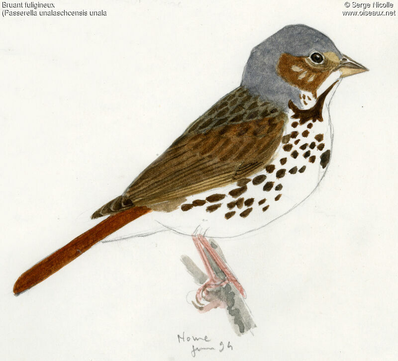 Sooty Fox Sparrow, identification