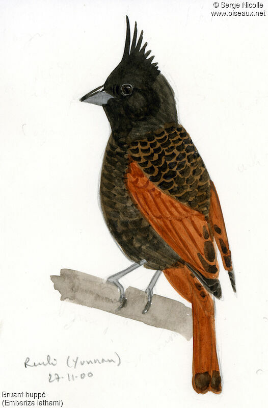 Crested Bunting, identification