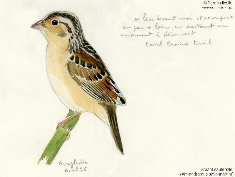 Grasshopper Sparrow, identification