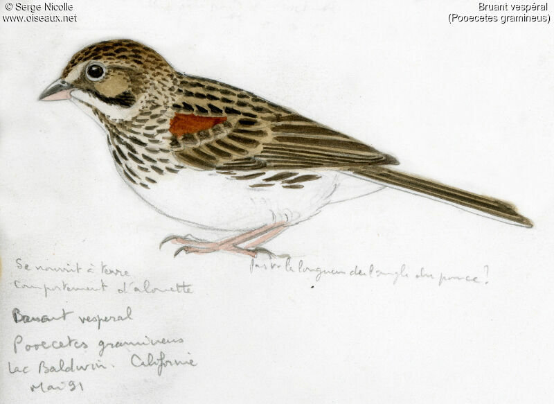 Vesper Sparrow, identification