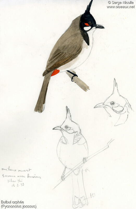 Red-whiskered Bulbul, identification