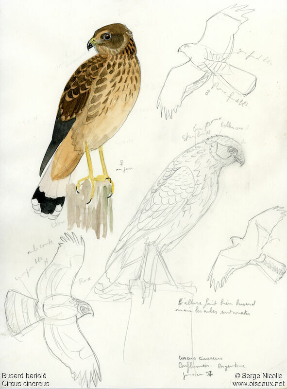 Cinereous Harrier, identification