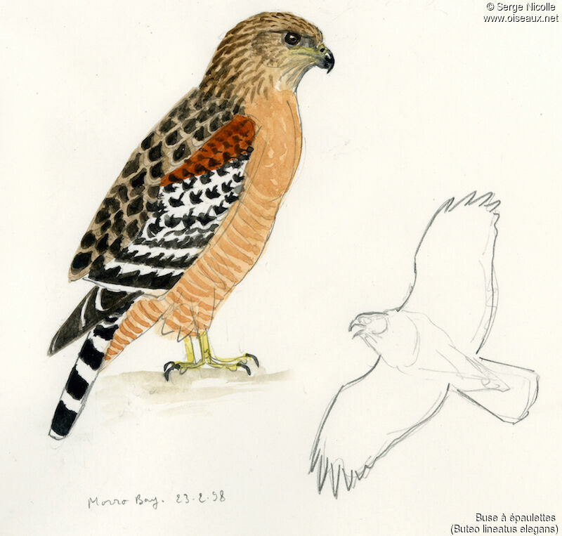 Red-shouldered Hawk, identification