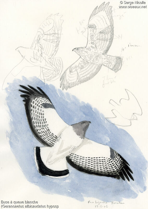 White-tailed Hawk, identification