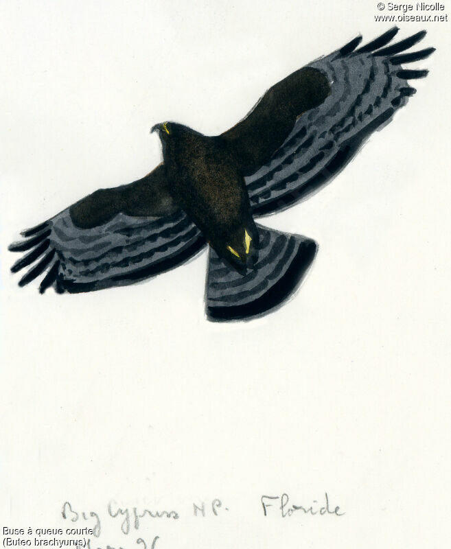 Short-tailed Hawk, identification