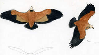 Black-collared Hawk