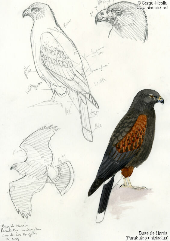 Harris's Hawk, identification