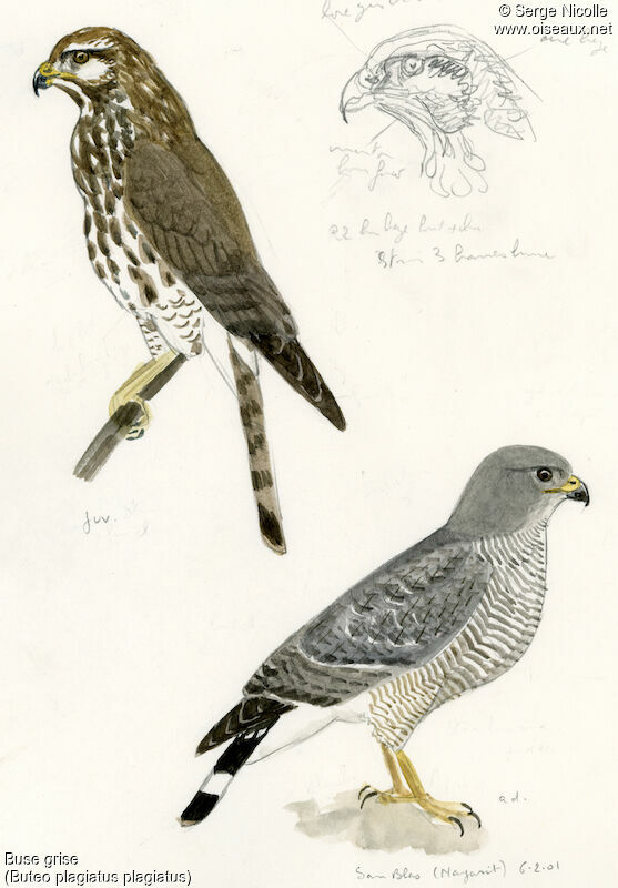 Grey Hawk, identification