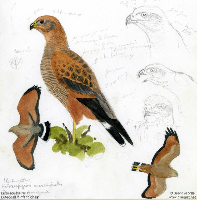 Savanna Hawk, identification
