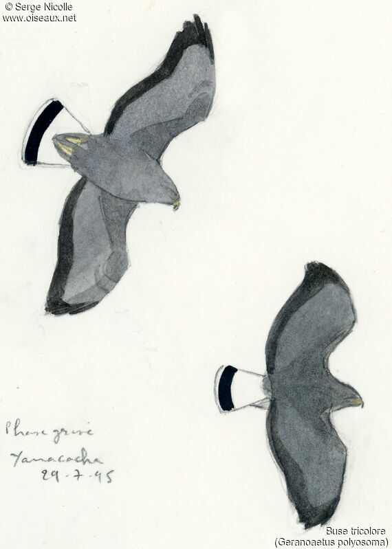 Variable Hawk, identification