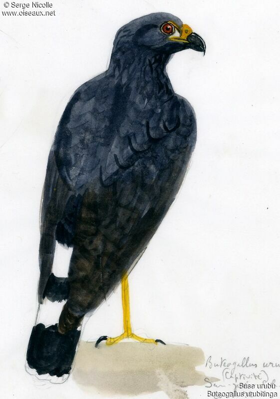 Great Black Hawk, identification