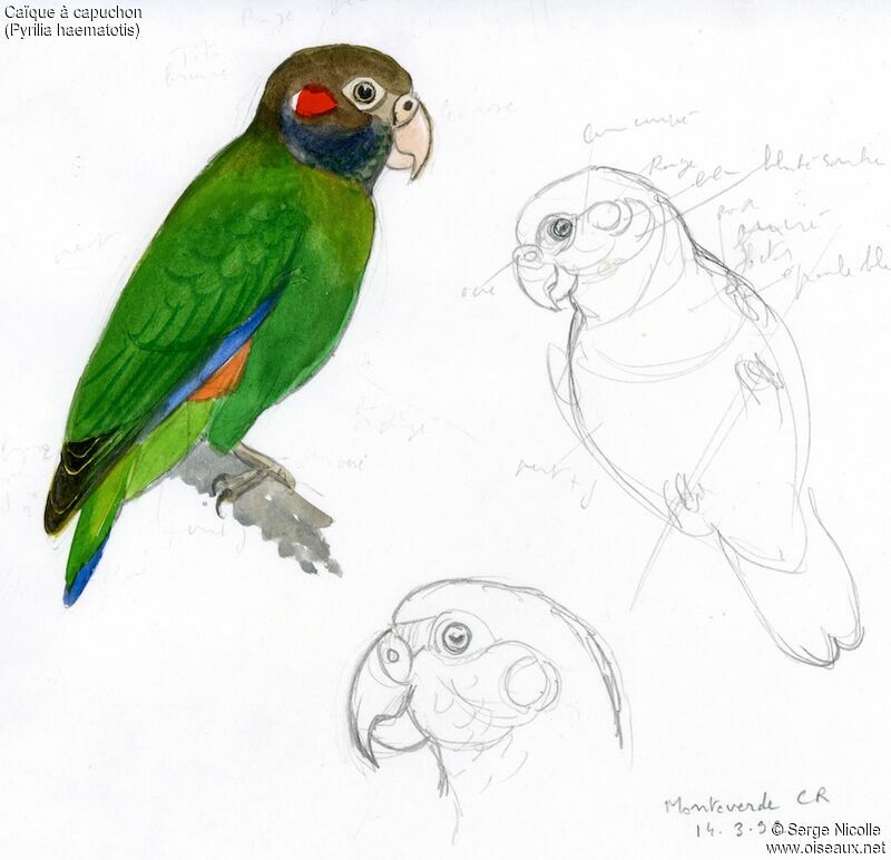 Brown-hooded Parrot, identification