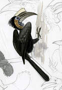 Yellow-casqued Hornbill