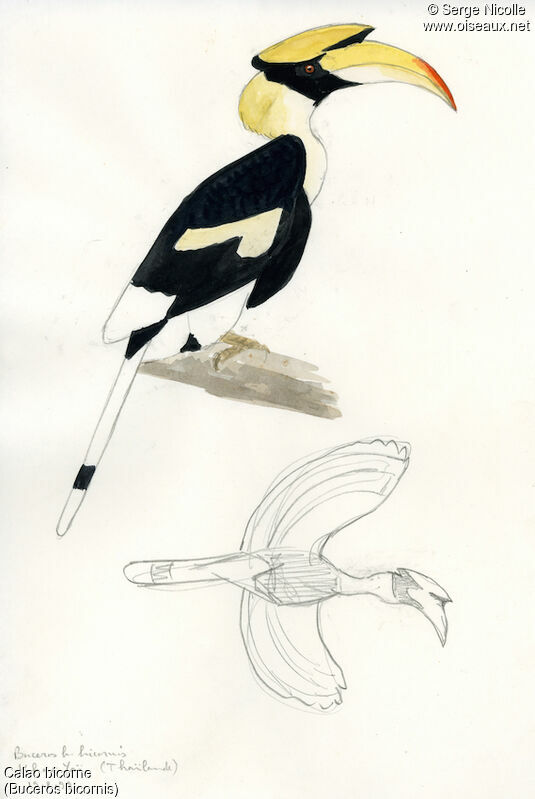 Great Hornbill, identification
