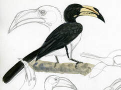 Congo Pied Hornbill