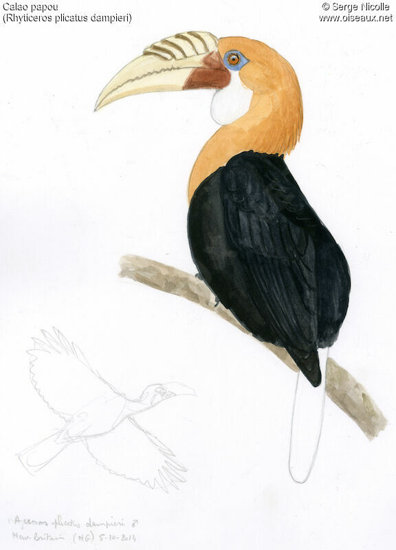 Blyth's Hornbill male, identification