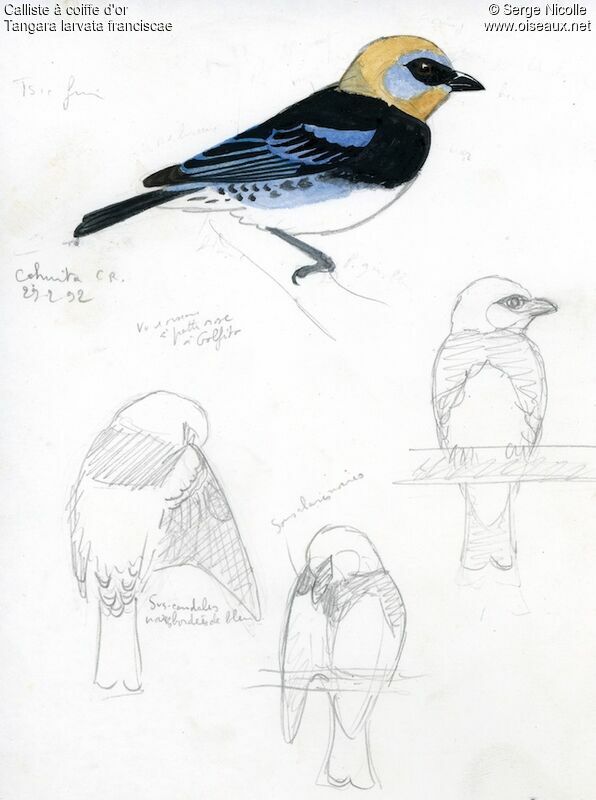 Golden-hooded Tanager, identification