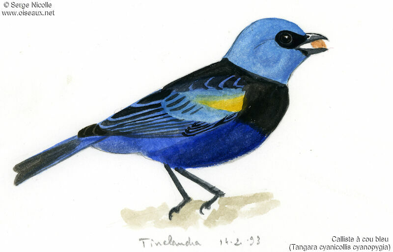Blue-necked Tanager, identification