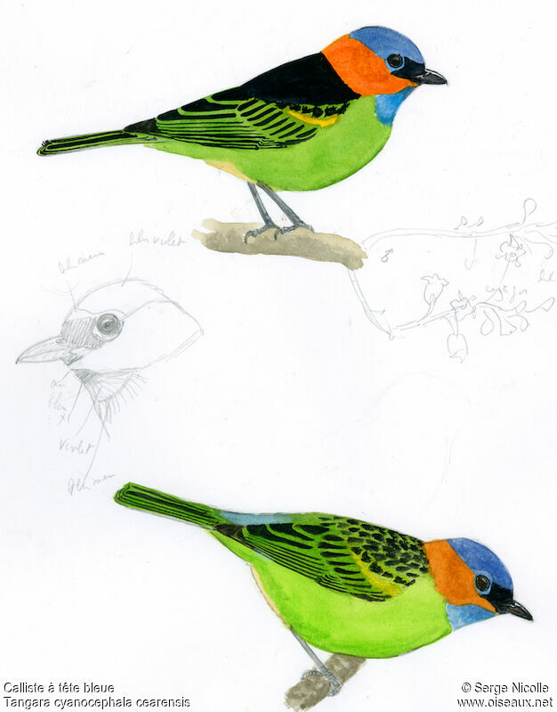 Red-necked Tanager , identification