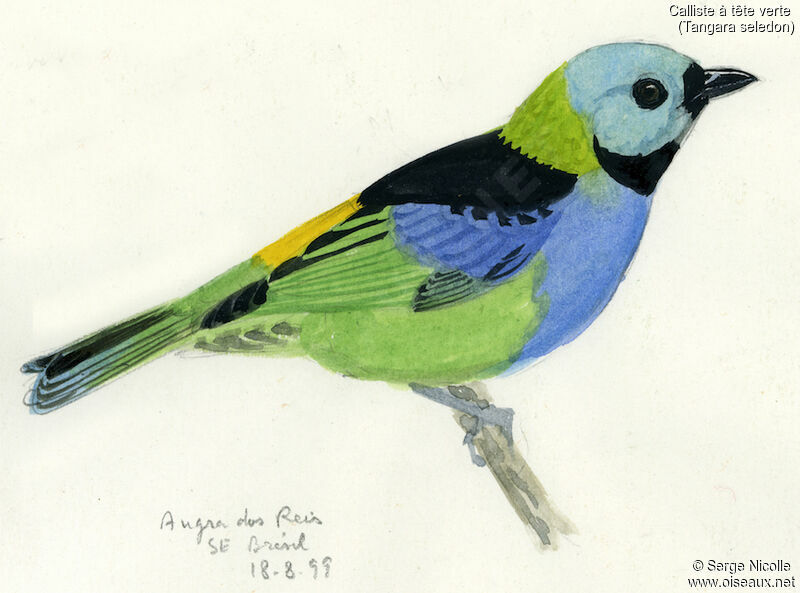 Green-headed Tanager, identification