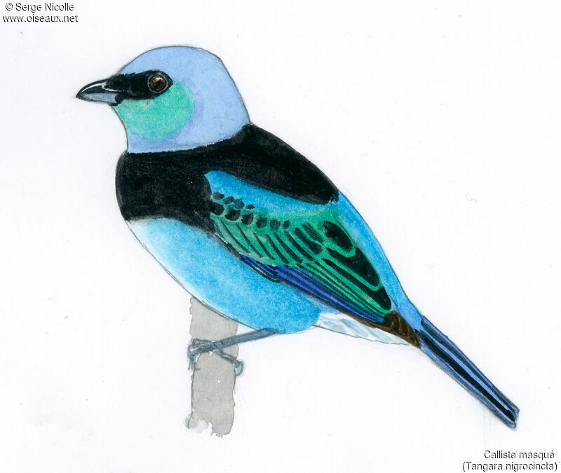 Masked Tanager, identification