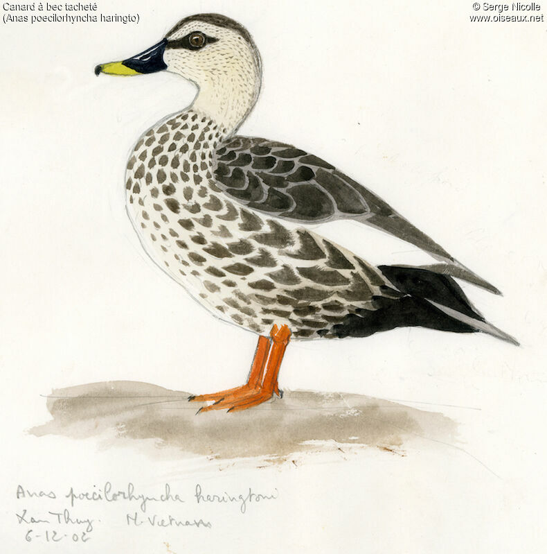 Indian Spot-billed Duck, identification