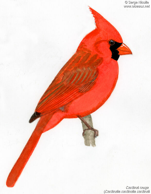 Cardinal rouge mâle, identification
