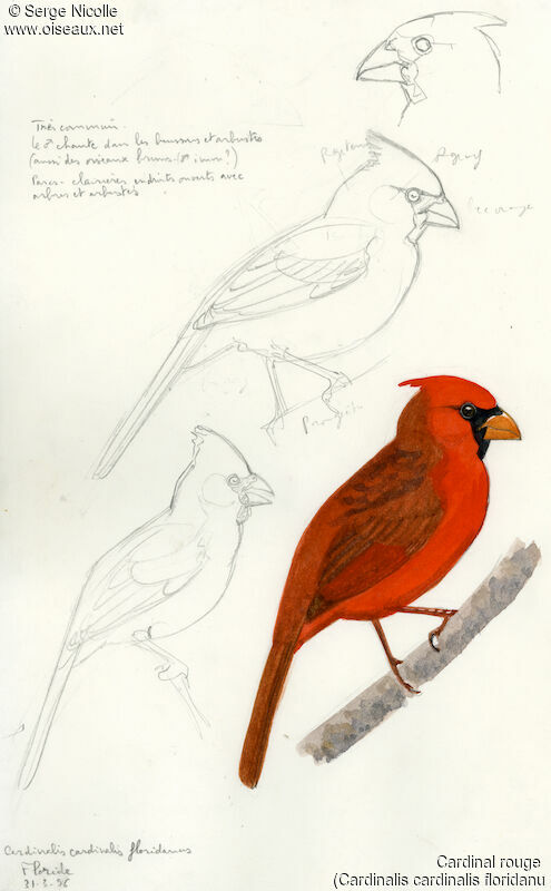 Northern Cardinal, identification