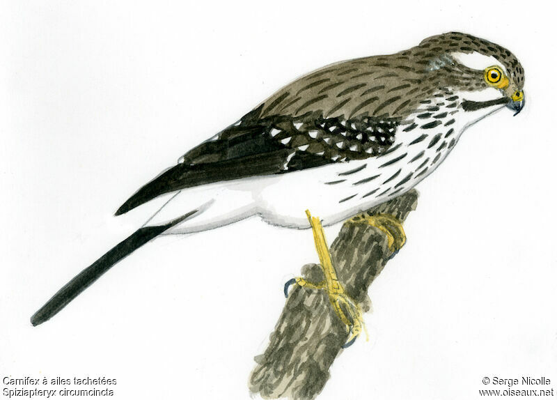Spot-winged Falconet, identification
