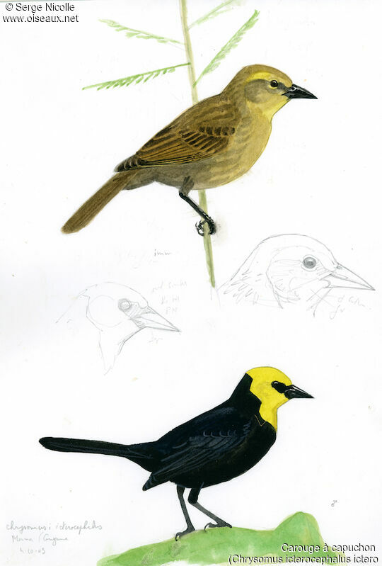 Yellow-hooded Blackbird , identification