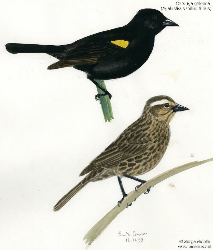 Yellow-winged Blackbird , identification