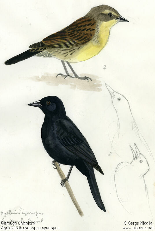 Unicolored Blackbird , identification