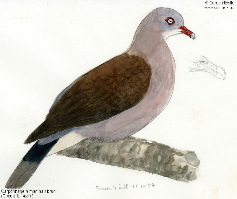 Mountain Imperial Pigeon, identification