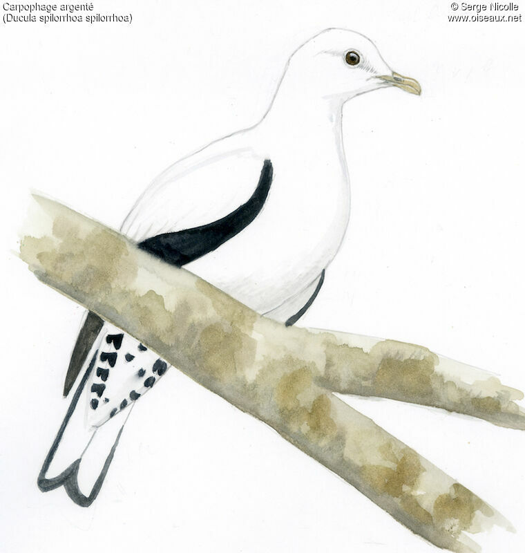 Torresian Imperial Pigeon, identification