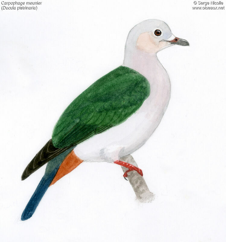 Island Imperial Pigeon, identification