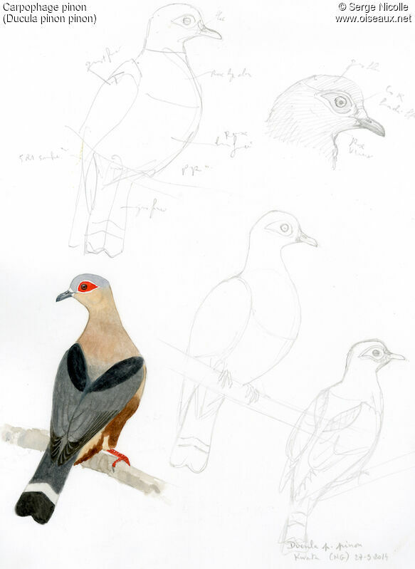 Pinon's Imperial Pigeon, identification