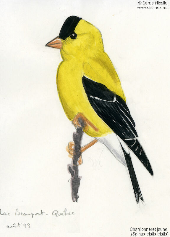American Goldfinch male, identification