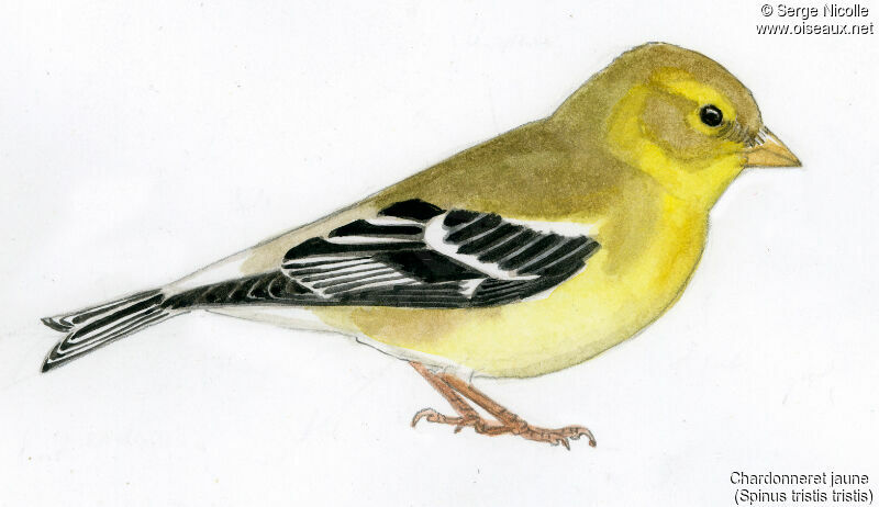 Chardonneret jaune femelle, identification