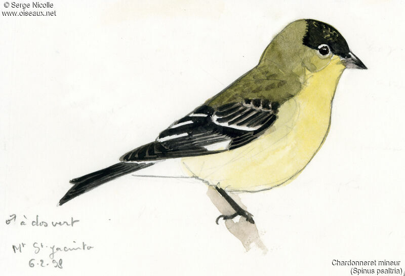 Lesser Goldfinch male, identification