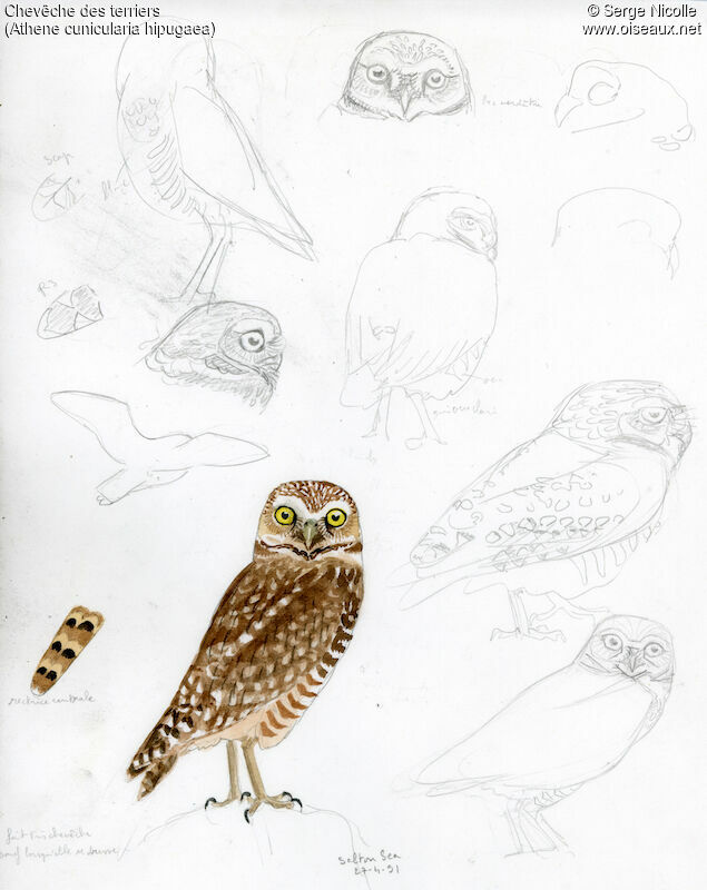 Burrowing Owl, identification