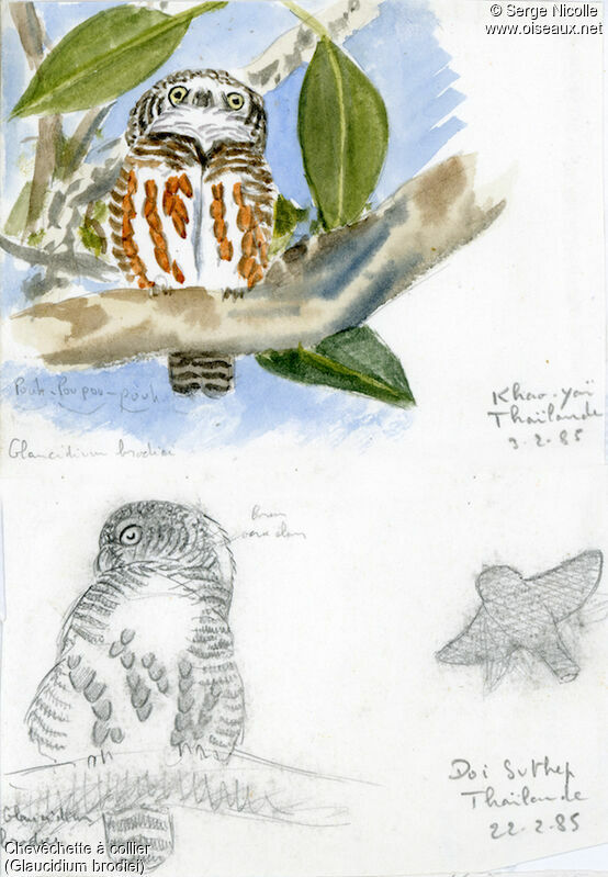 Collared Owlet, identification