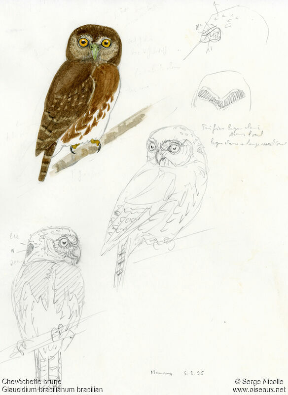 Ferruginous Pygmy Owl, identification