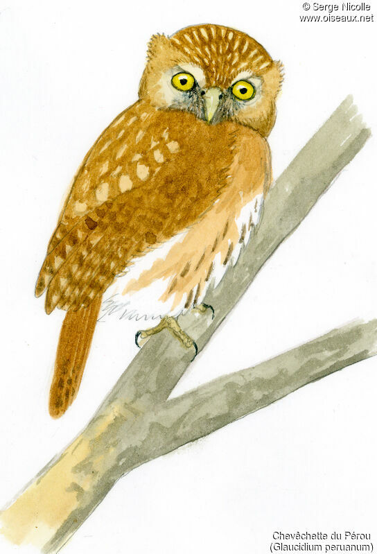 Pacific Pygmy Owl, identification