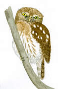 Pacific Pygmy Owl