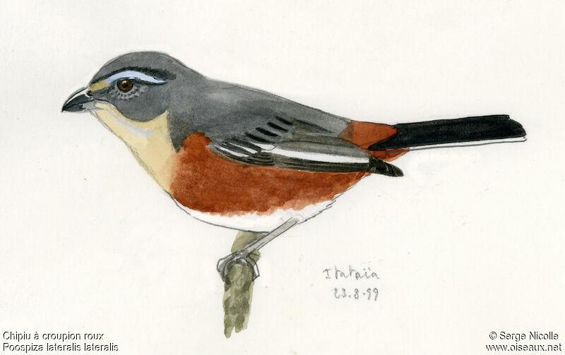 Buff-throated Warbling Finch, identification