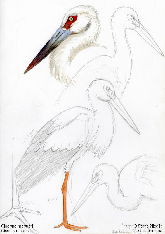 Maguari Stork, identification