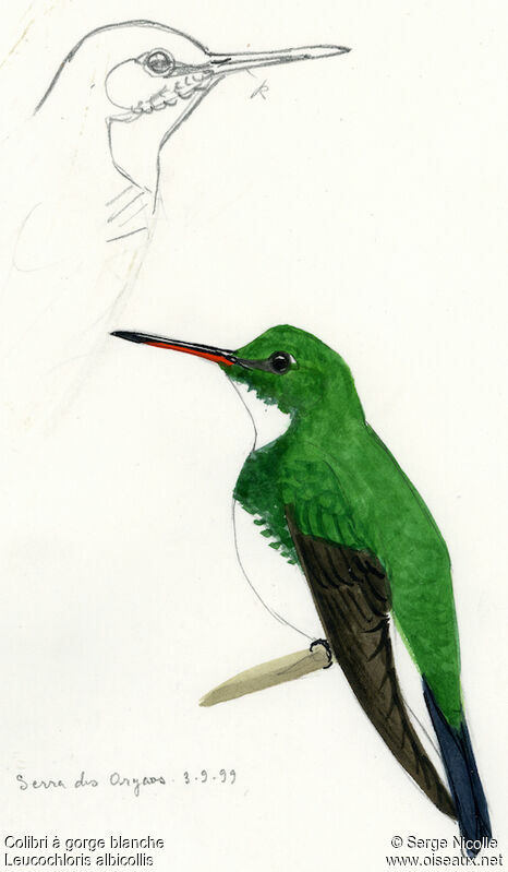 White-throated Hummingbird, identification