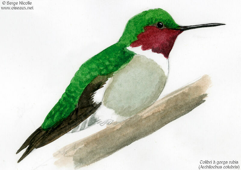 Colibri à gorge rubis mâle, identification