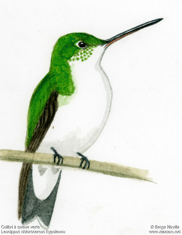 Olive-spotted Hummingbird, identification